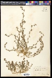Lotus heermannii image