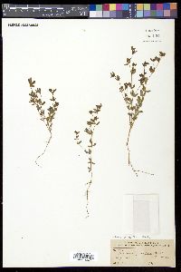Lotus micranthus image