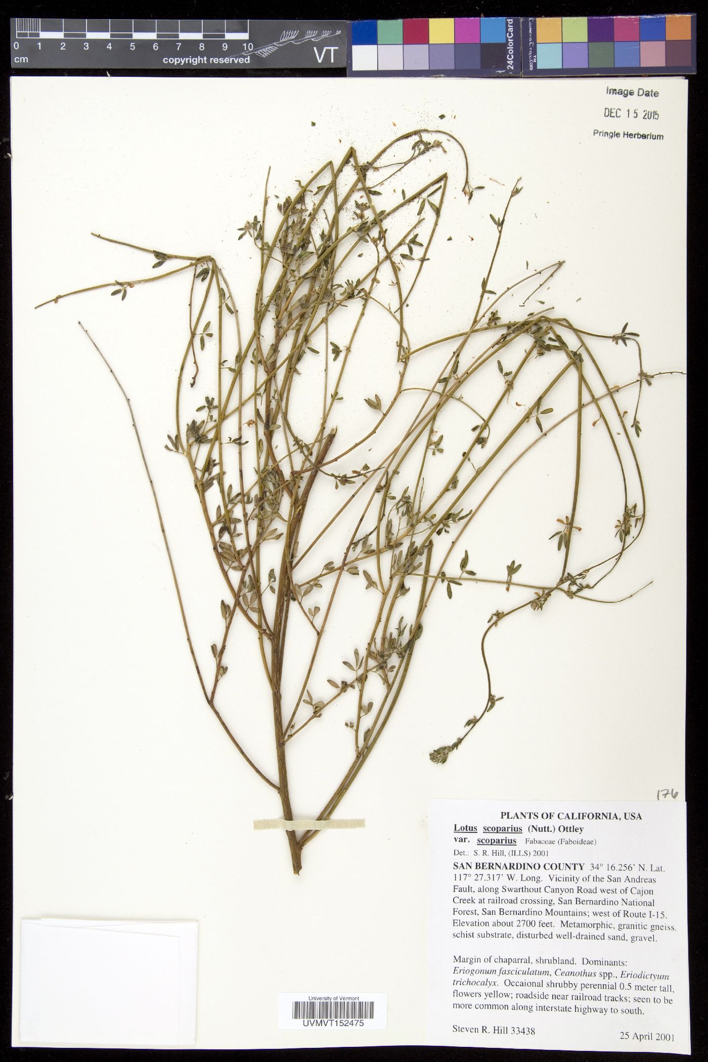 Lotus scoparius subsp. scoparius image