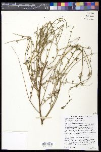 Lotus scoparius image