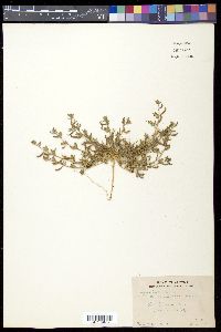 Acmispon strigosus image