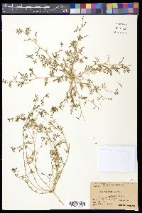 Acmispon strigosus image