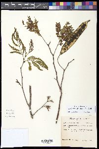 Lysiloma latisiliquum image