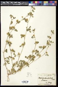 Medicago polymorpha image