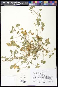 Medicago arabica image