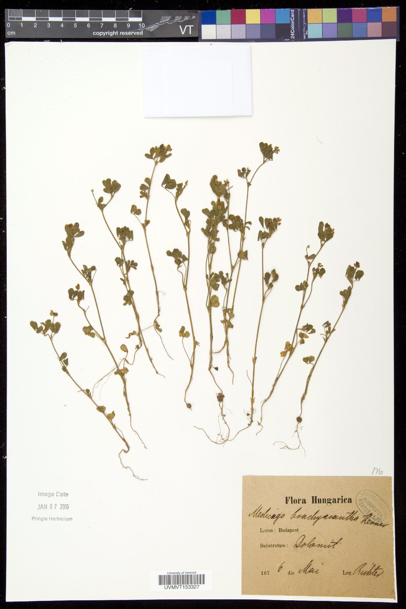 Medicago brachyacantha image