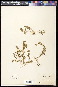 Medicago minima image