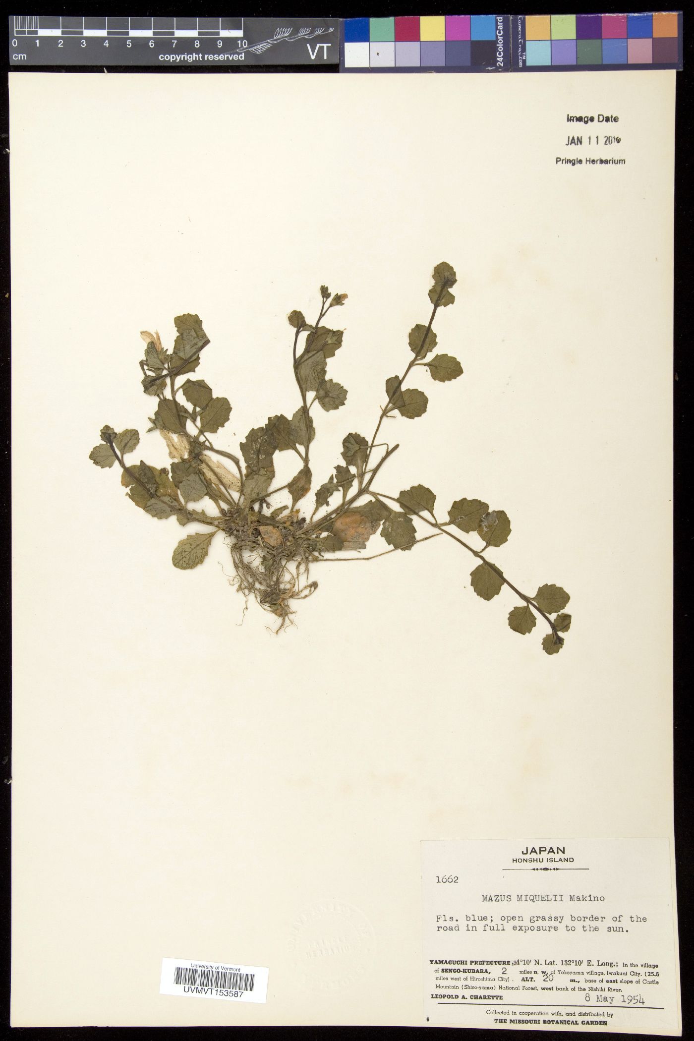 Mazus miquelii image