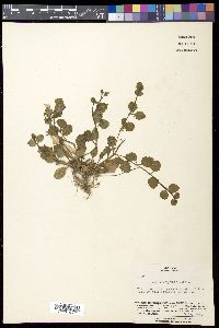 Mazus miquelii image