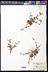 Mazus miquelii image