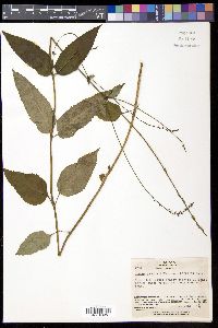 Phryma leptostachya image