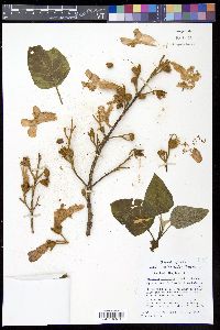 Paulownia tomentosa image