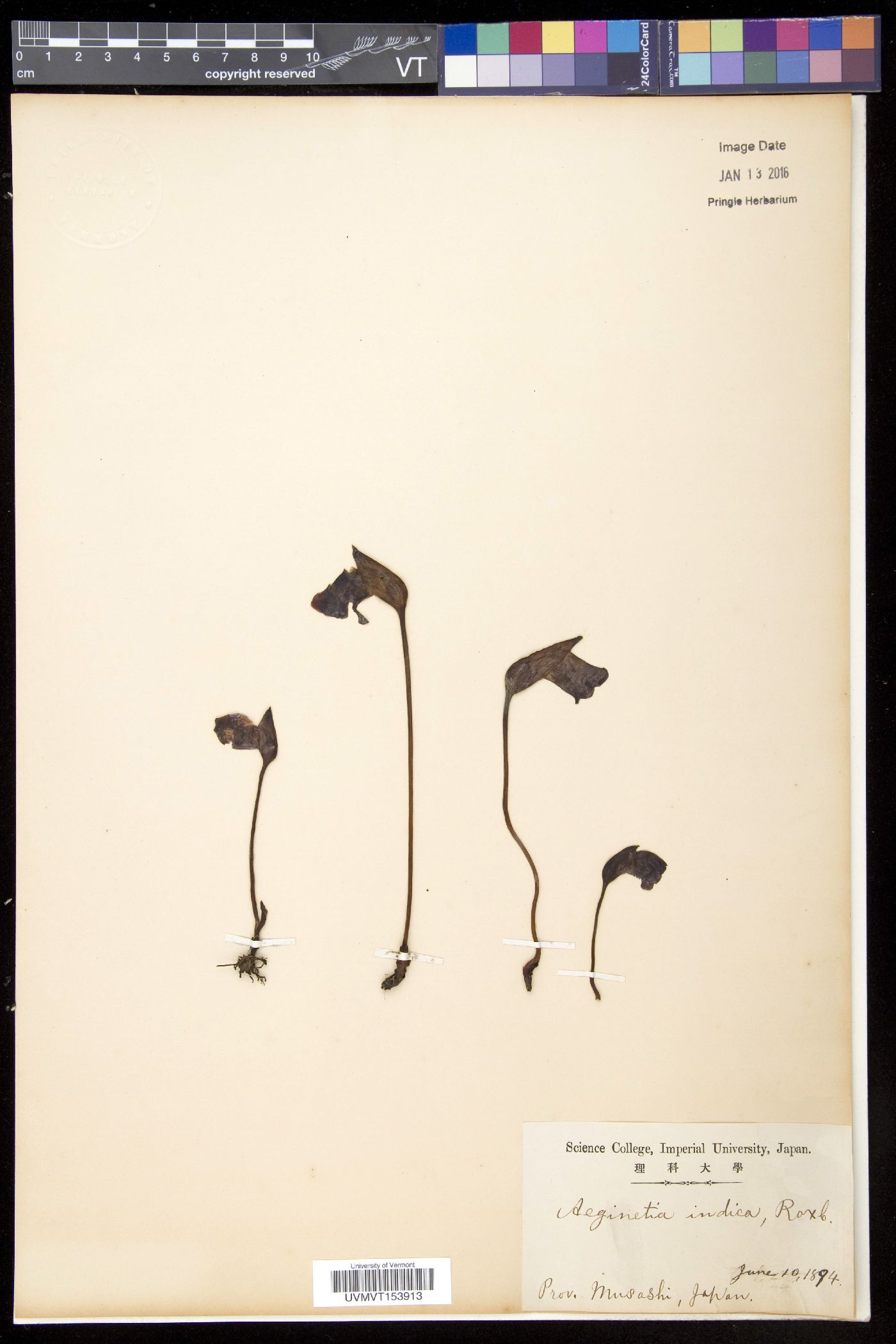 Aeginetia indica image