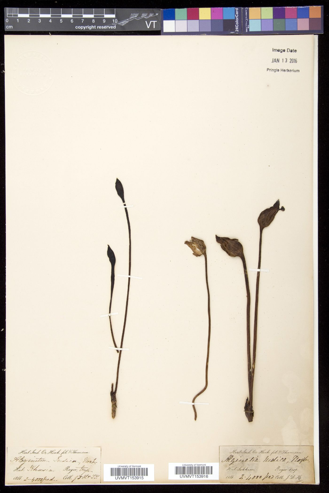 Aeginetia indica image