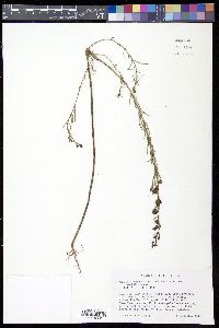 Agalinis aspera image