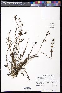 Agalinis maritima var. grandiflora image
