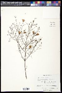 Agalinis obtusifolia image