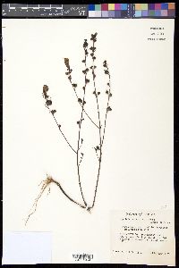 Agalinis purpurea image
