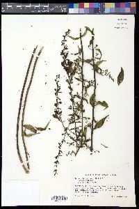 Aureolaria laevigata image