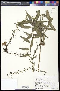 Aureolaria laevigata image