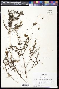 Aureolaria pedicularia image