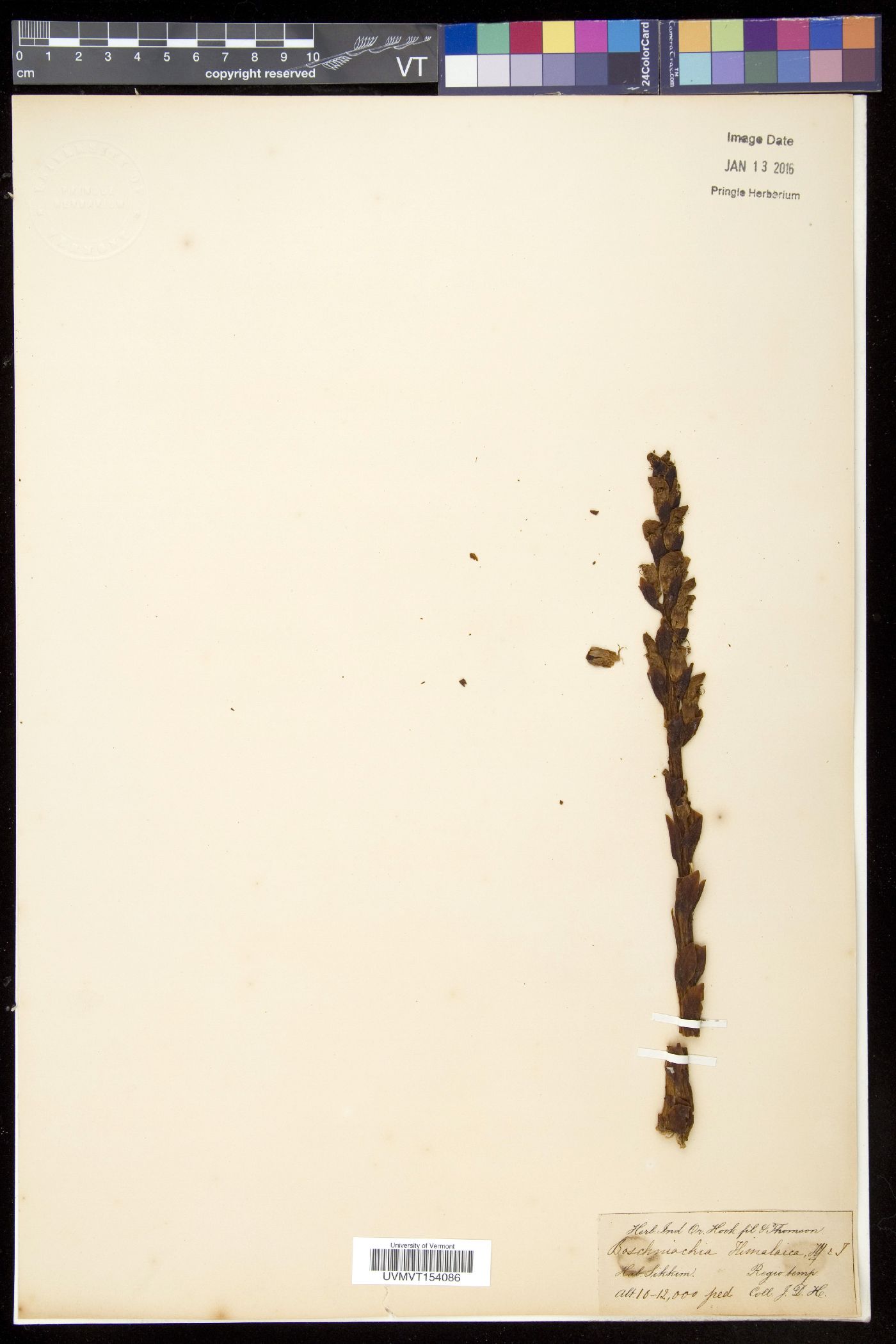 Boschniakia himalaica image
