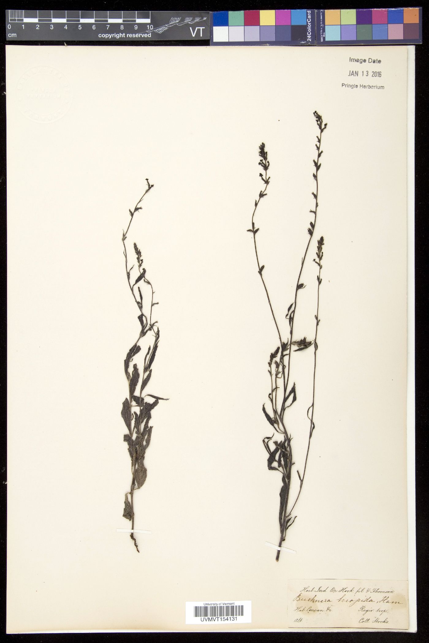 Buchnera hispida image