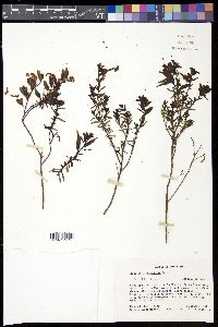 Castilleja irasuensis image