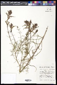 Castilleja linariifolia image