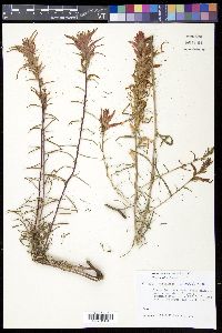 Castilleja linariifolia image