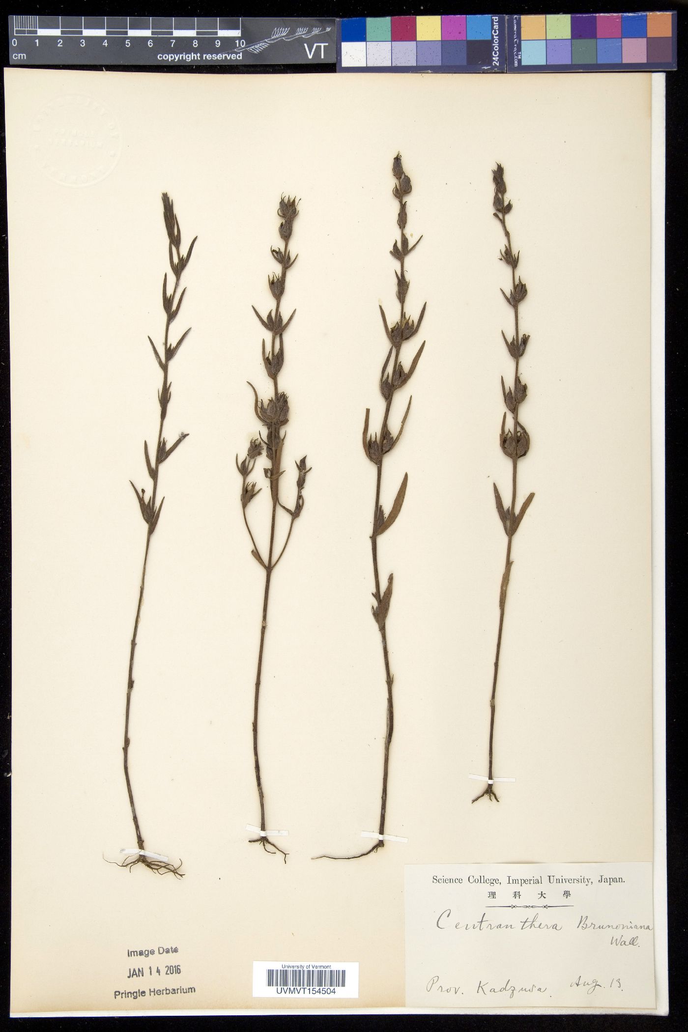 Centranthera brunoniana image