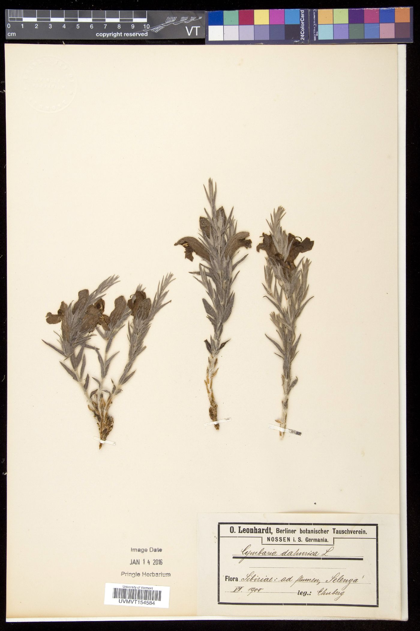 Cymbaria image