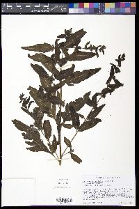 Dasistoma macrophylla image