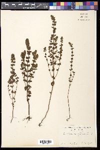 Euphrasia officinalis image