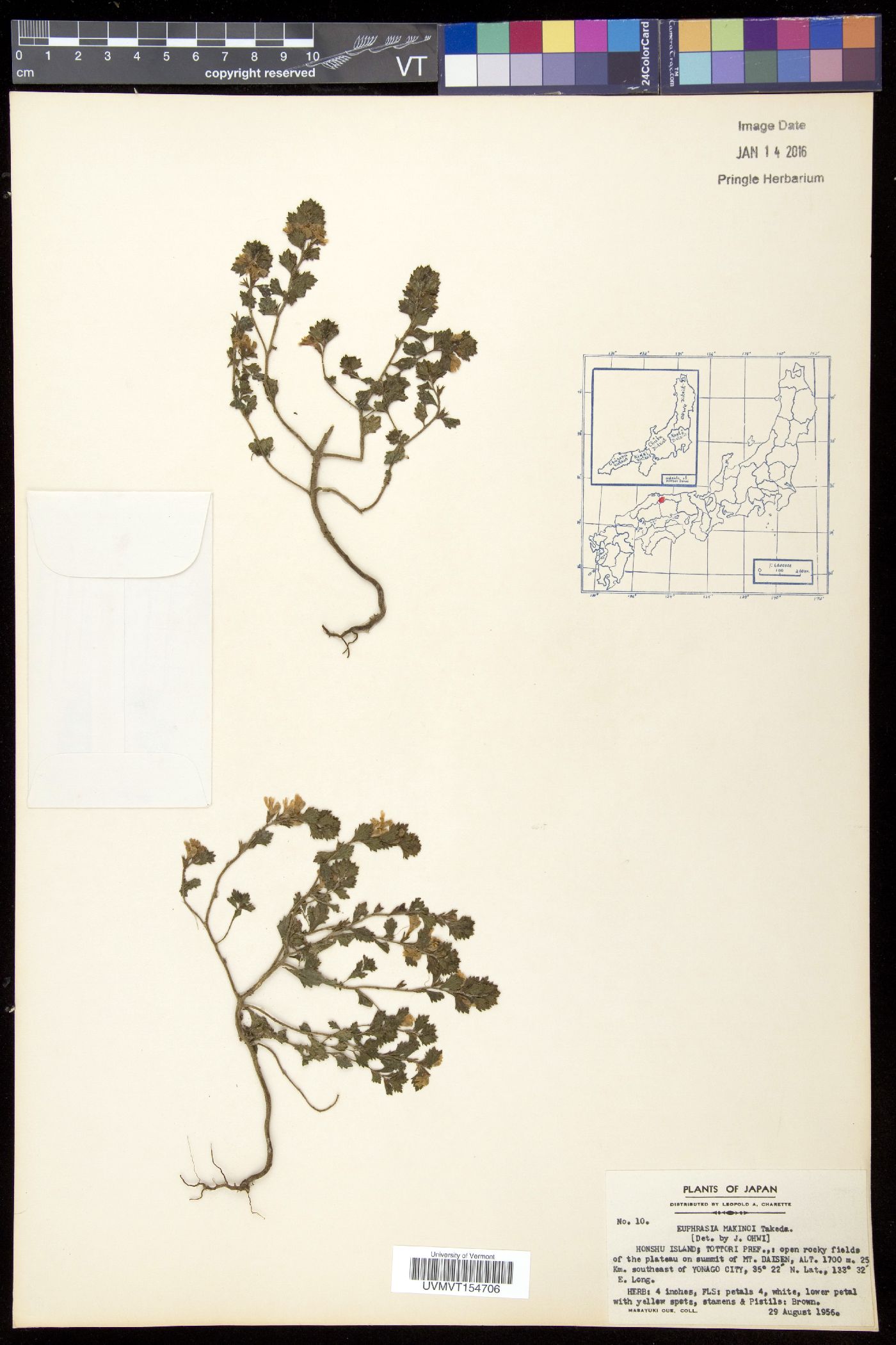 Euphrasia insignis var. makinoi image