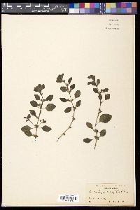 Media resource of Lindenbergia urticifolia