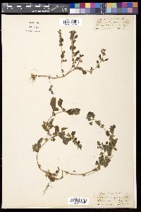 Lindenbergia urticifolia image