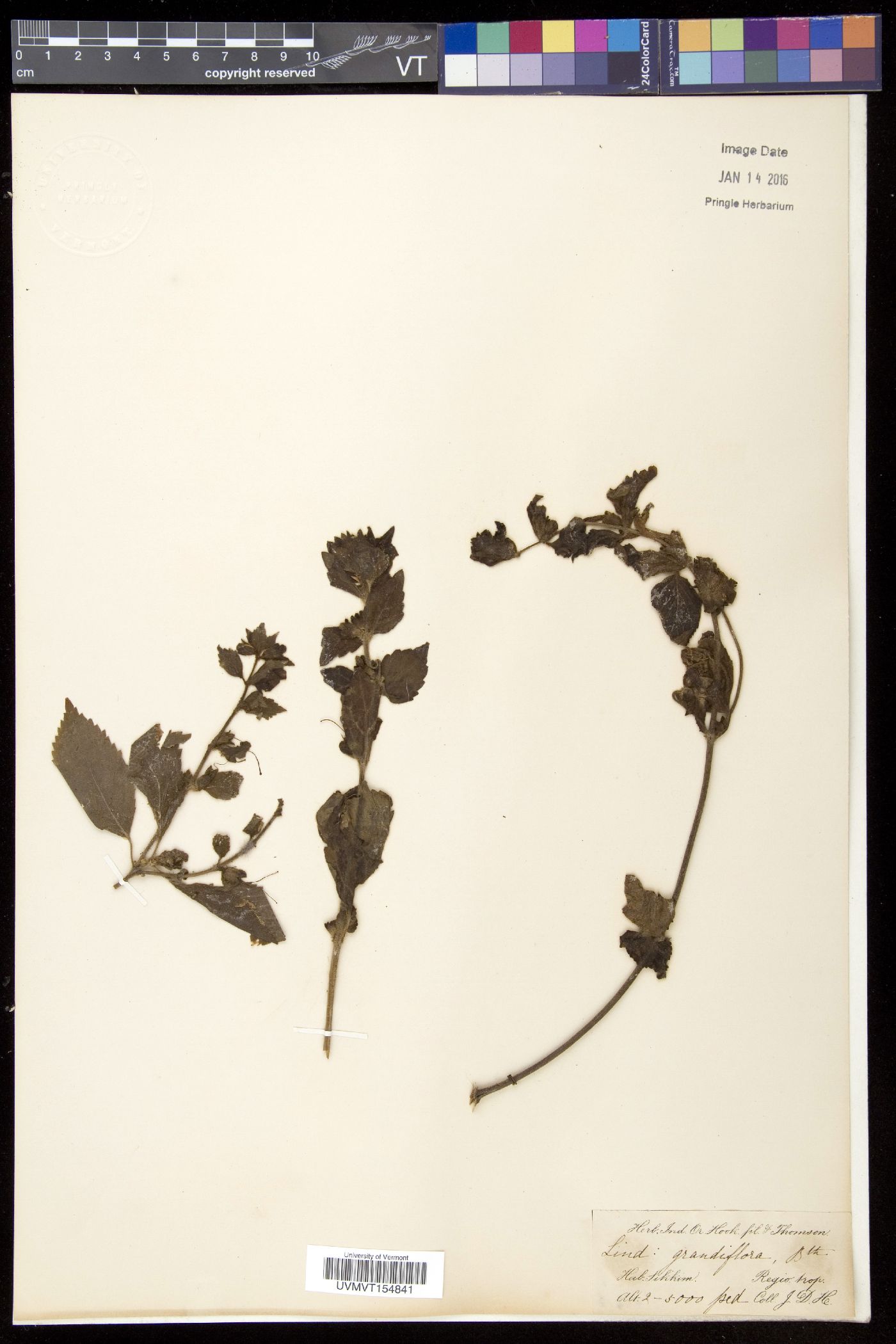 Lindenbergia grandiflora image