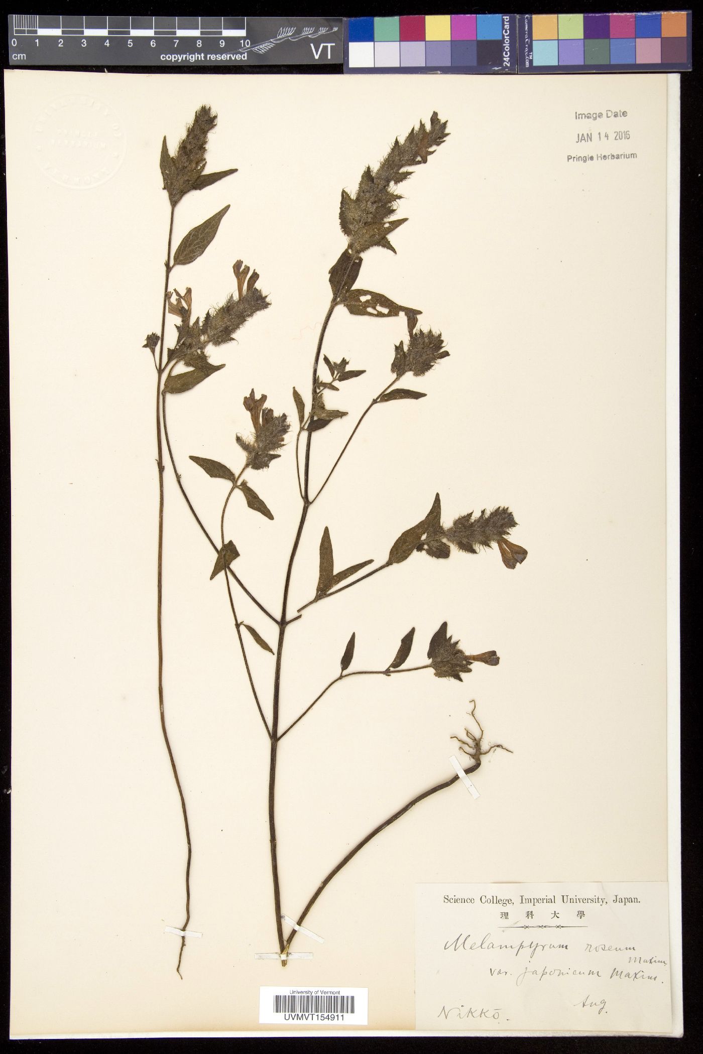 Melampyrum roseum var. japonicum image