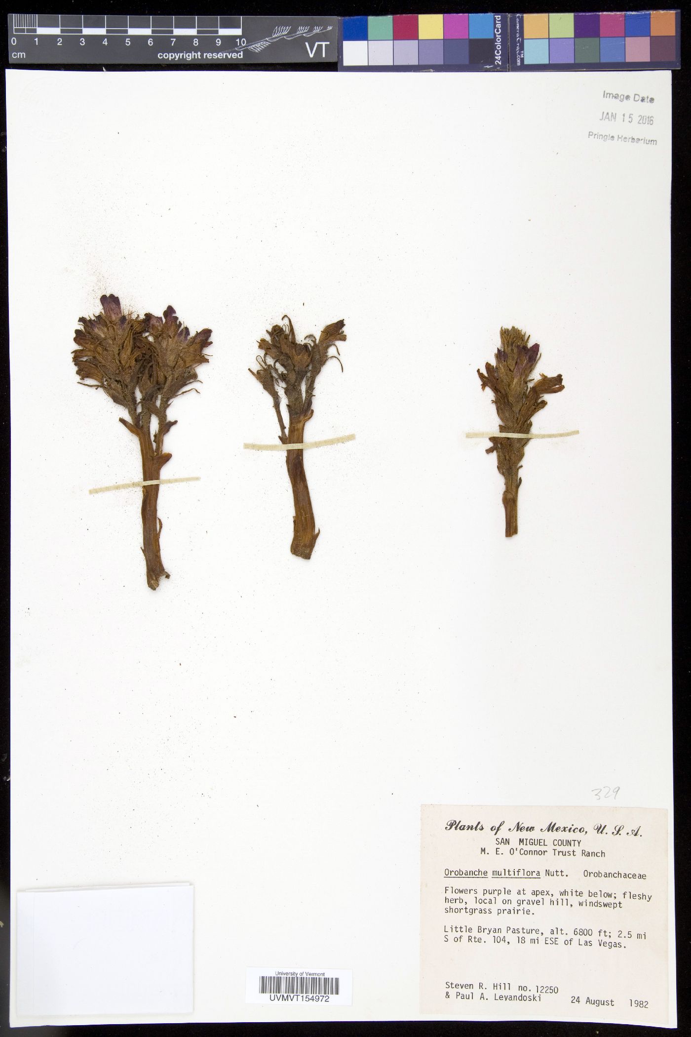 Orobanche multicaulis image