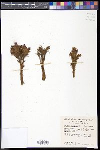 Orobanche multicaulis image