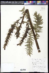 Pedicularis procera image