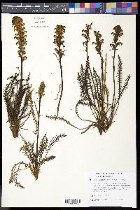 Pedicularis parryi image