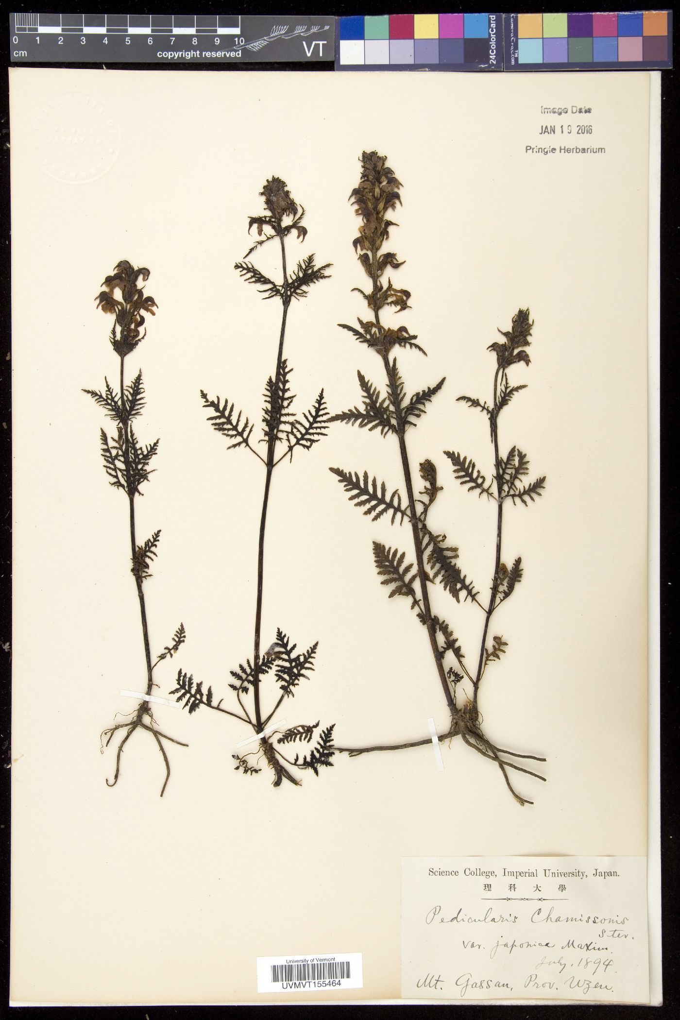 Pedicularis chamissonis image