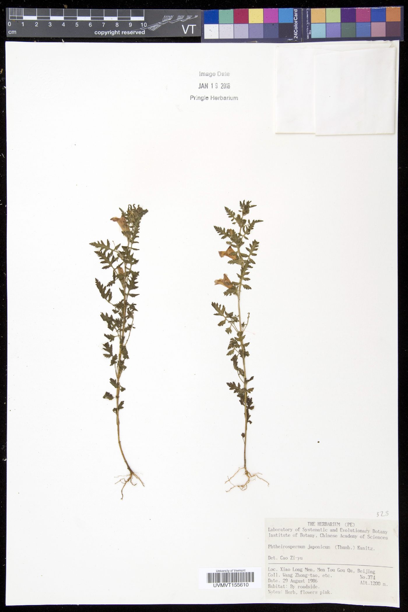 Phtheirospermum image