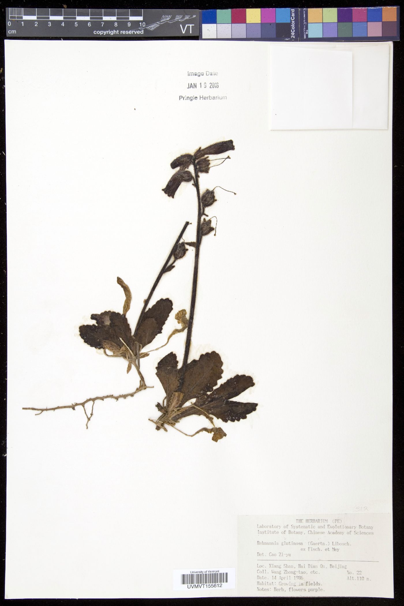 Rehmannia glutinosa image