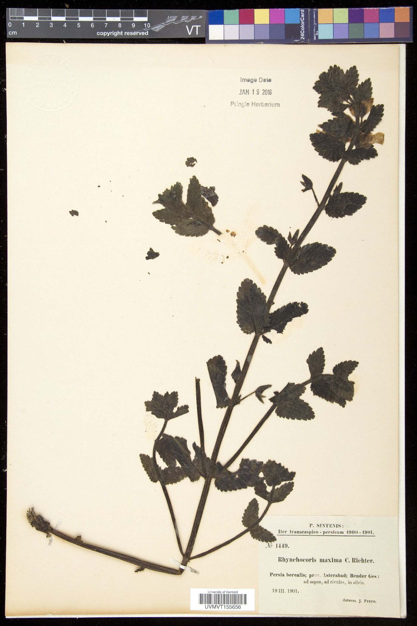 Rhynchocorys image