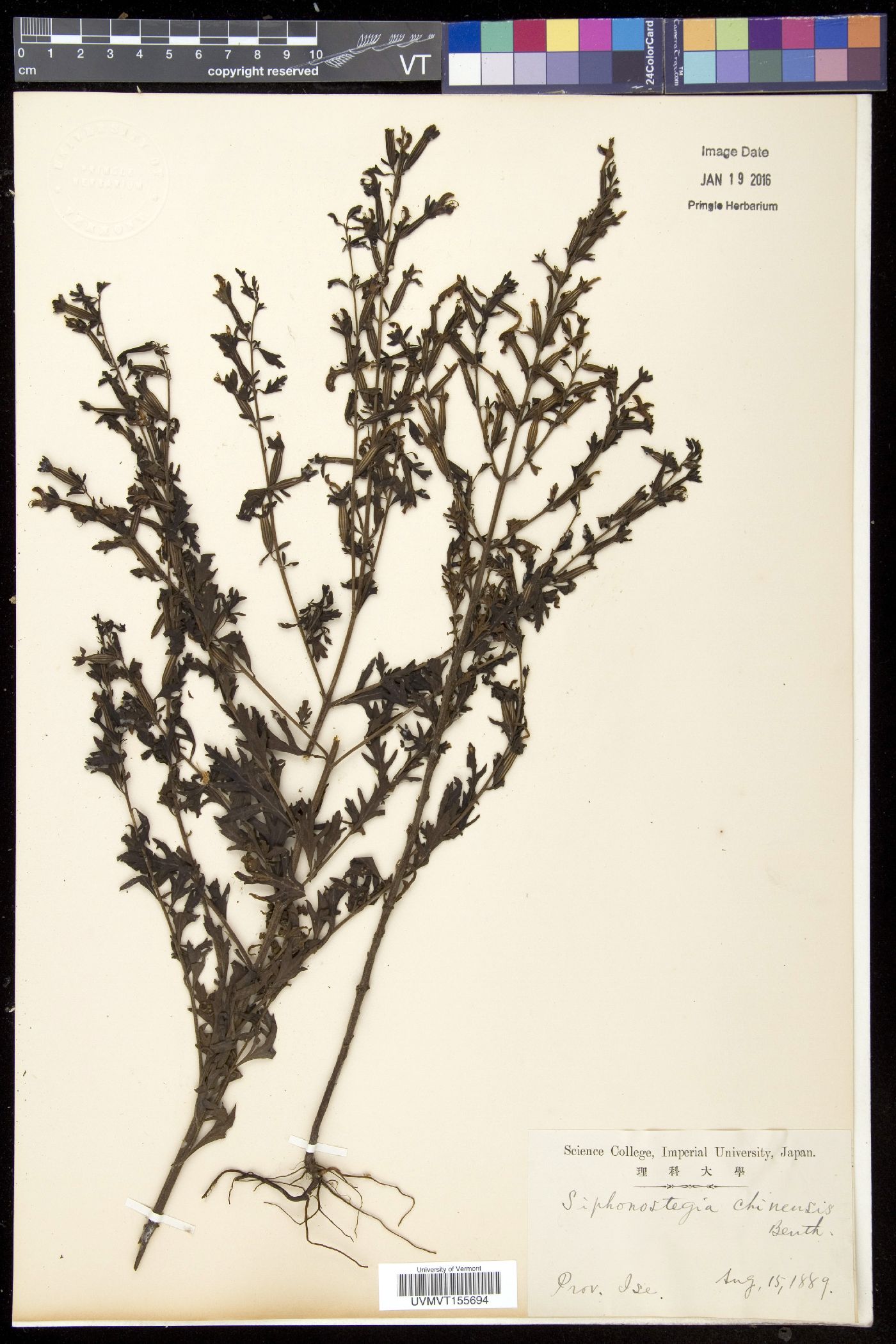 Siphonostegia chinensis image