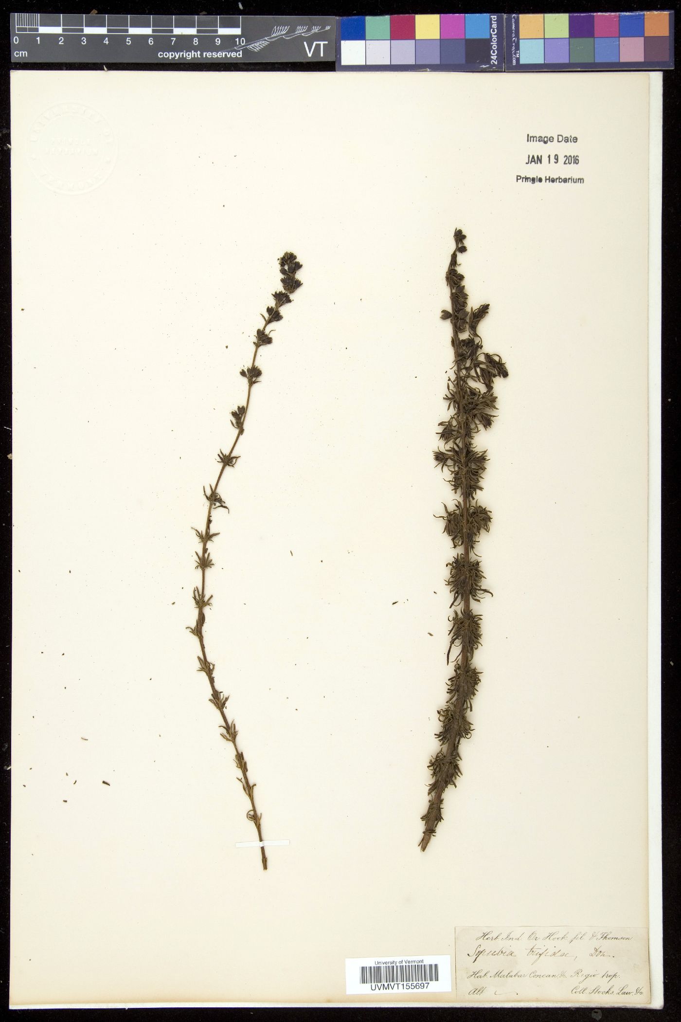 Sopubia trifida image