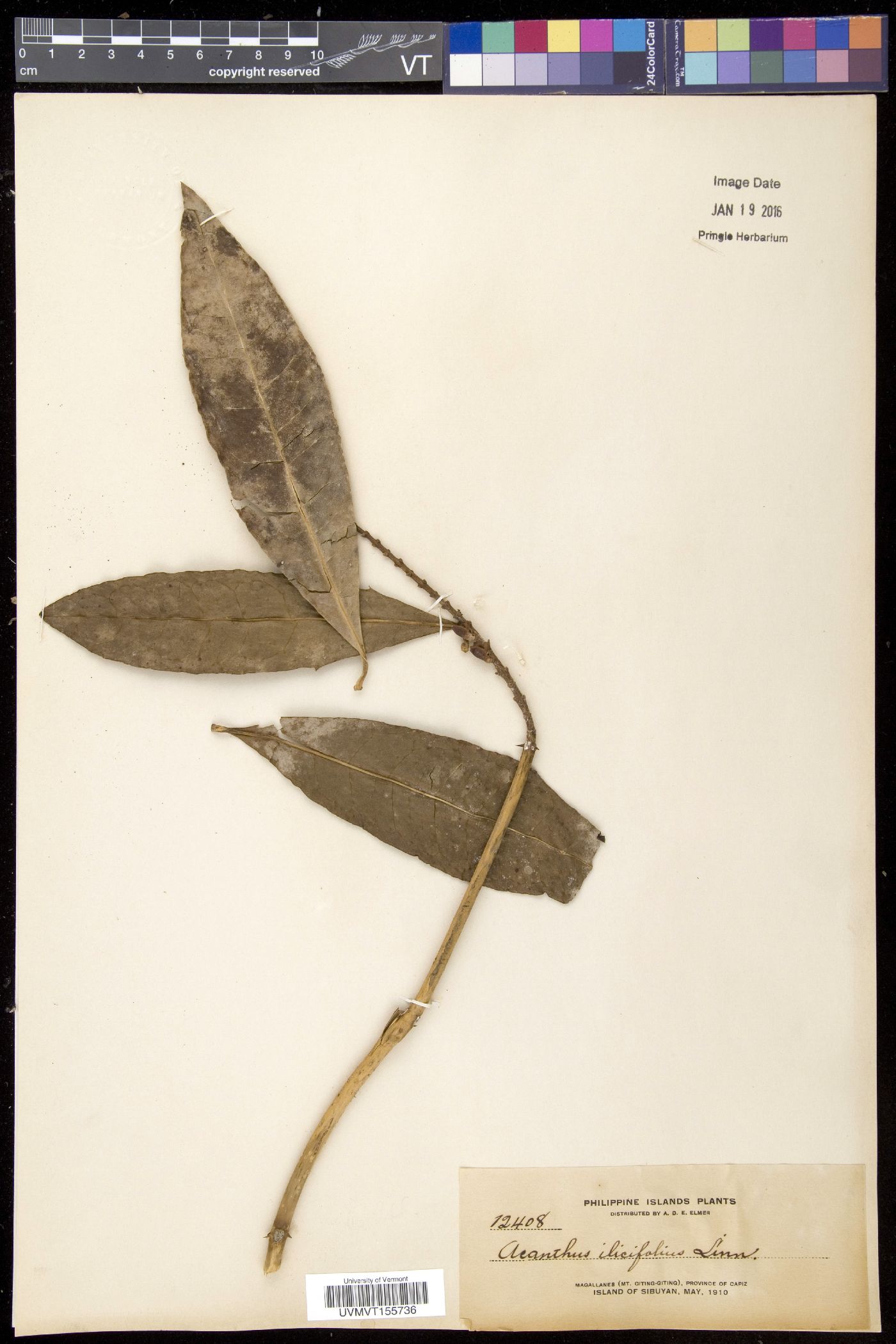 Acanthus ilicifolius image